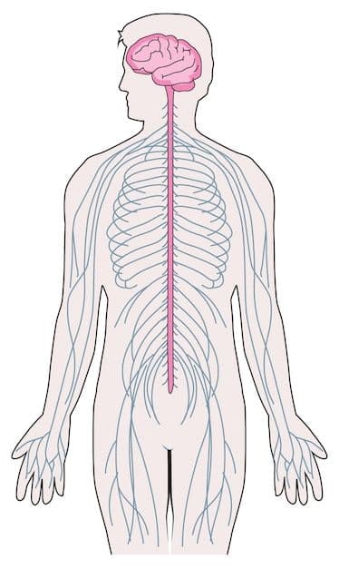 Estresse: como regular o corpo no cotidiano
