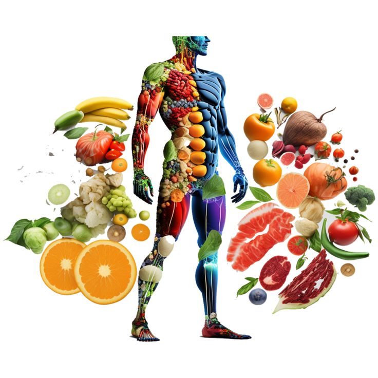 ilustração de corpo humano com destaque para o metabolismo, tons suaves e educativos.